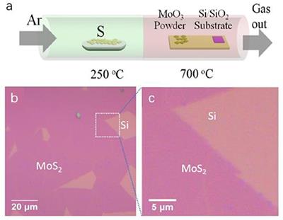 Surface Modification of Monolayer MoS2 by Baking for Biomedical Applications